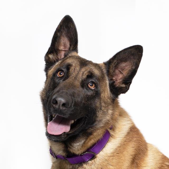 LUKE - Belgian Shepherd Malinois available for adoption