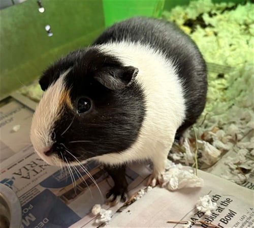 CALYPSO - Guinea Pig available for adoption