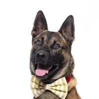 TYRONE - Photo 1