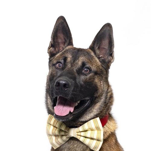 TYRONE - Belgian Shepherd Malinois available for adoption