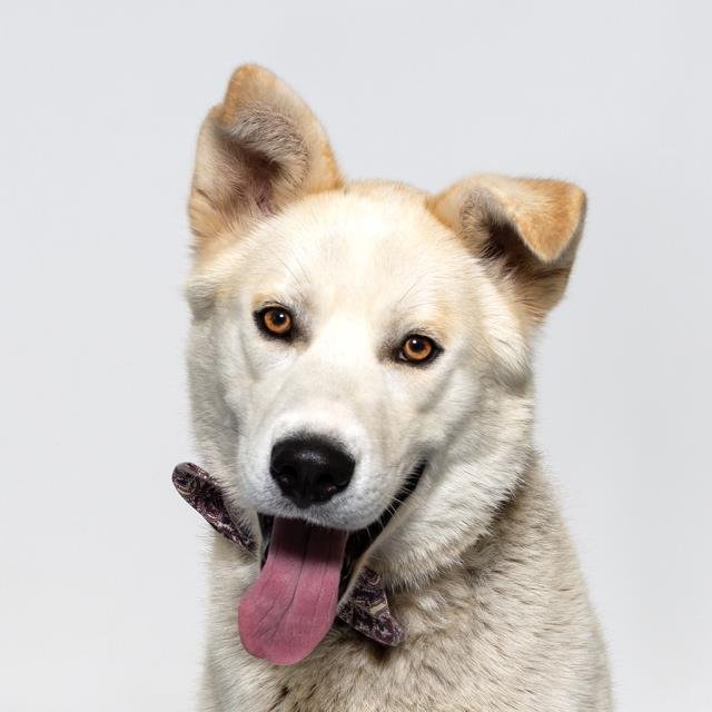 TROY - German Shepherd Dog / Siberian Husky available for adoption