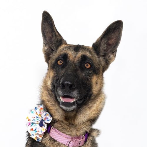 CASSIE - German Shepherd Dog available for adoption