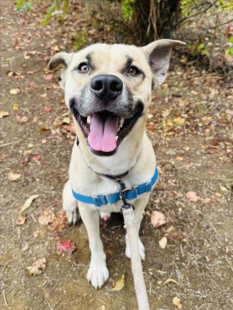 MAC - Black Mouth Cur available for adoption