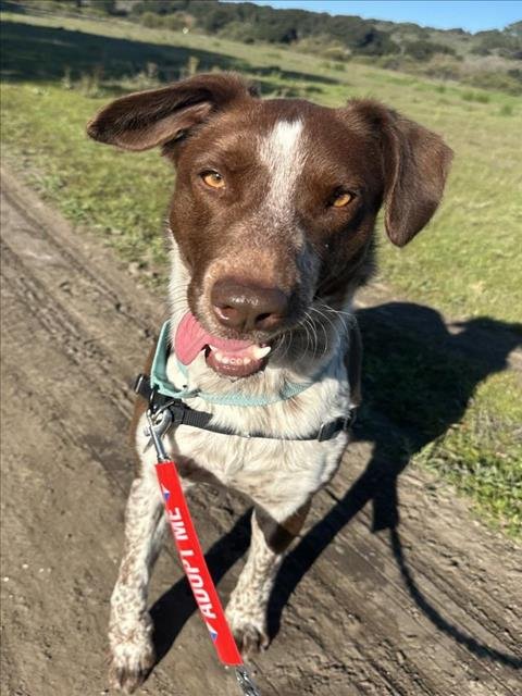 RANGER - German Shorthaired Pointer / Border Collie available for adoption