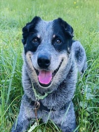 MARLEY - Photo 1