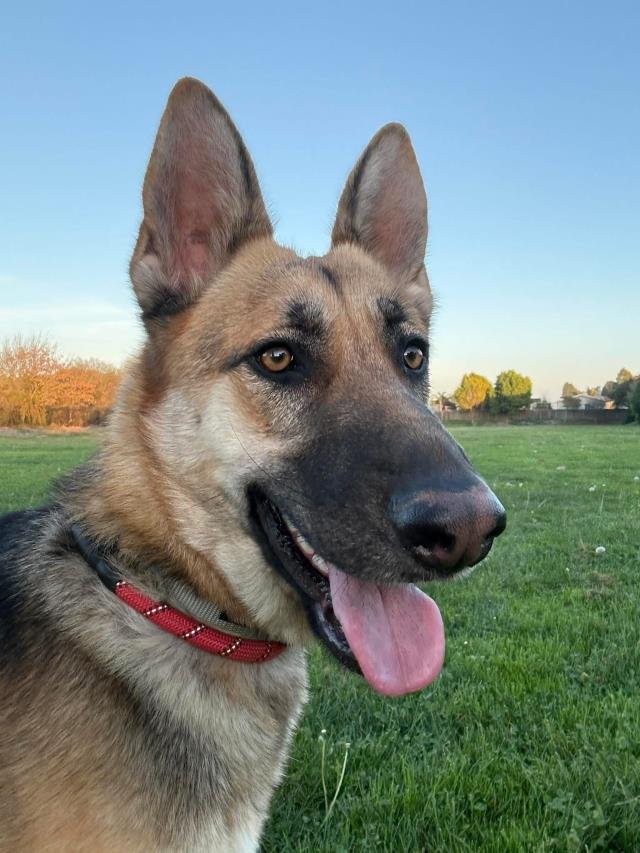 SOPHIE - German Shepherd Dog available for adoption