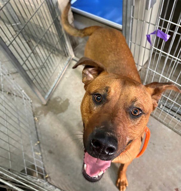 CLIFFORD - Rhodesian Ridgeback available for adoption