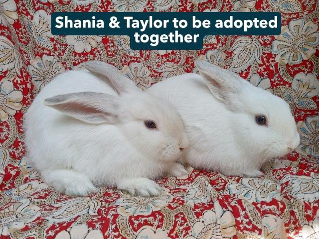 TAYLOR - Shorthaired Rabbit available for adoption