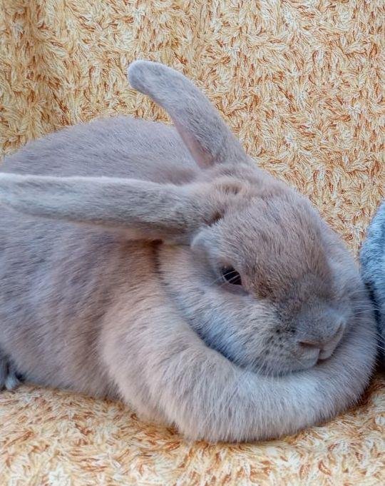 GOLDIE HAWN - Shorthaired Rabbit available for adoption