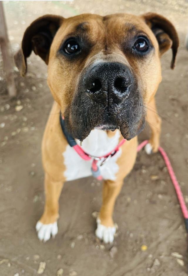 CLARENCE - Boxer available for adoption