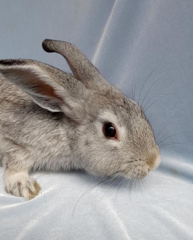 WILLIE BUNSON - Shorthaired Rabbit available for adoption