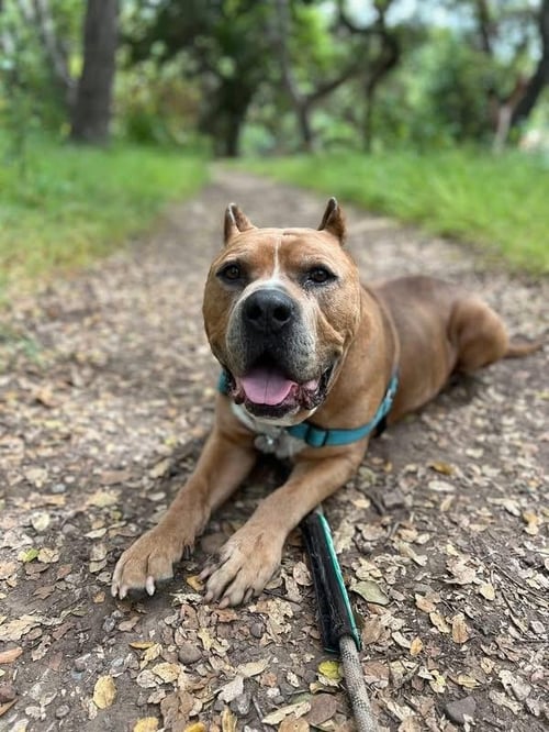 CARMELO - Pit Bull Terrier available for adoption