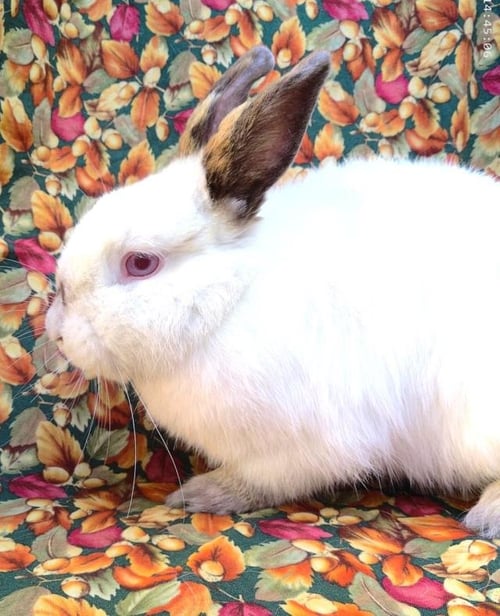 MORGAN - Shorthaired Rabbit available for adoption
