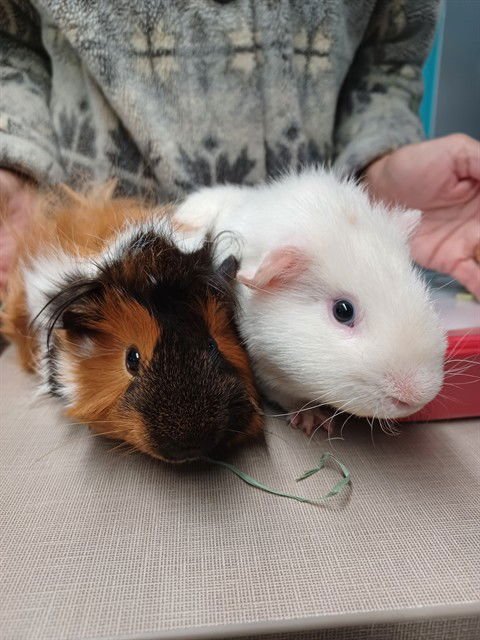 CURLEY - Guinea Pig available for adoption
