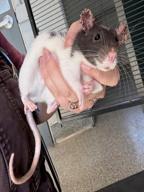 ROSE - Rat available for adoption