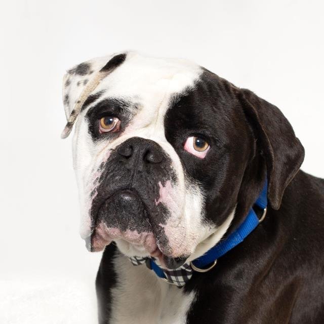 TORO - American Bulldog available for adoption