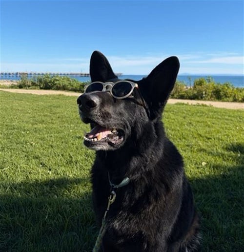 ACE - German Shepherd Dog available for adoption