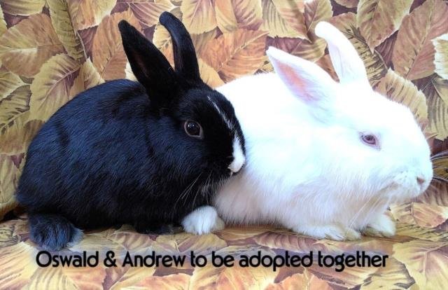 OSWALD - Shorthaired Rabbit available for adoption