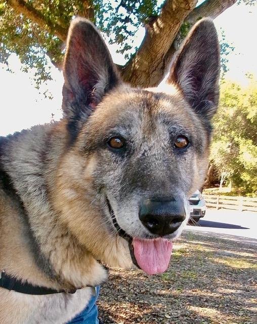 BRINX - German Shepherd Dog available for adoption