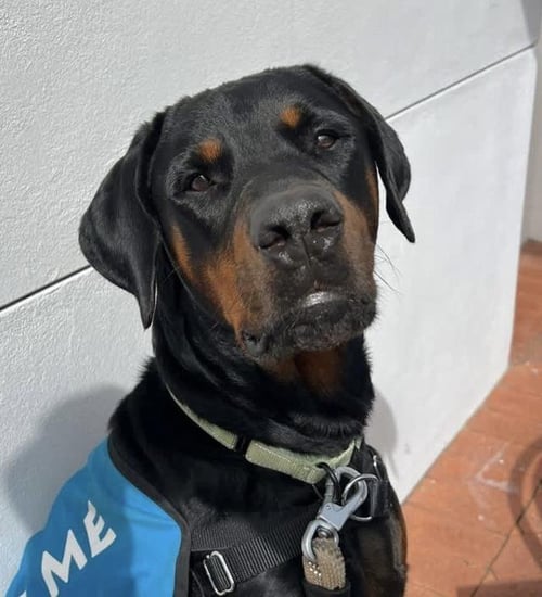 LIL - Doberman Pinscher available for adoption