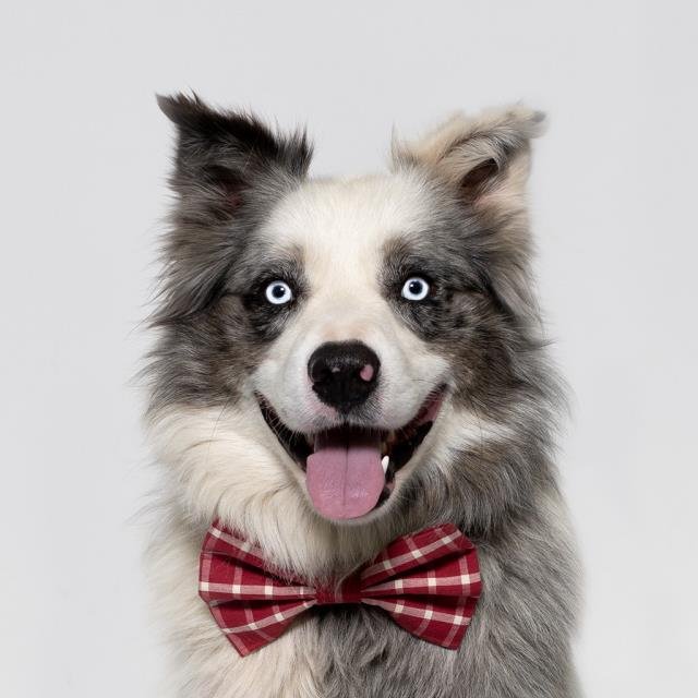 ATLAS - Border Collie available for adoption