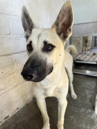 SHELBY - Photo 1