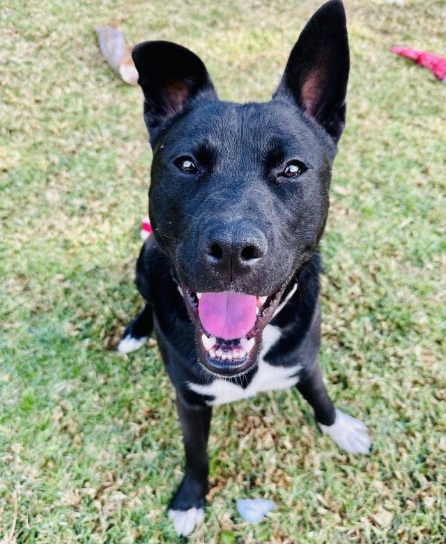 OLIVER - Husky / American Pit Bull Terrier available for adoption