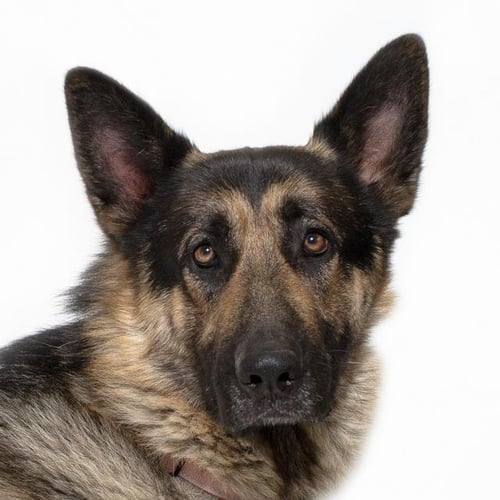 BEAU - German Shepherd Dog available for adoption