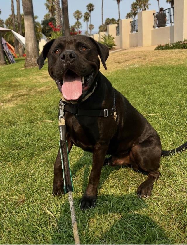 SANTIAGO - Mastiff available for adoption