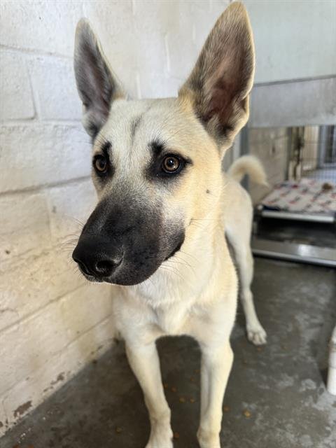 SHELBY - German Shepherd Dog available for adoption
