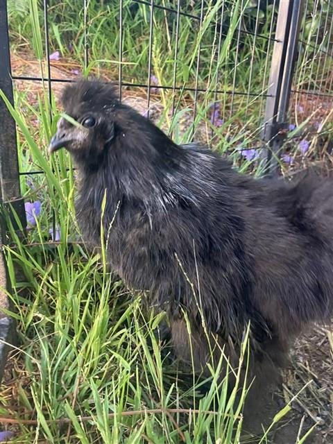 A554083 - Chicken available for adoption