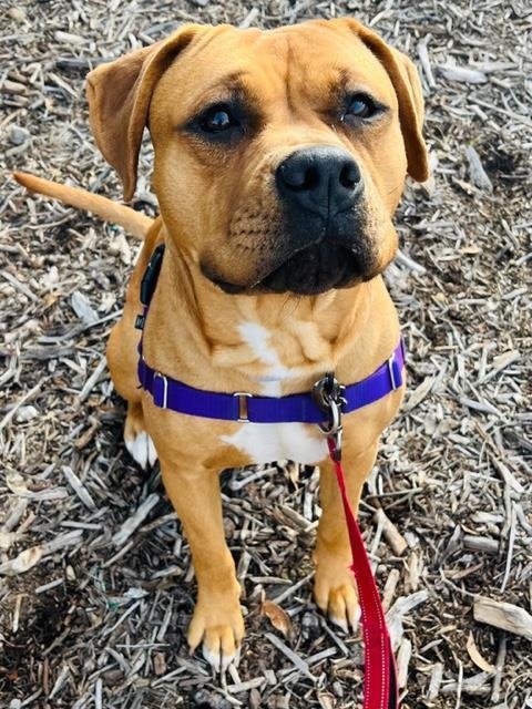 CHYLA - Pit Bull Terrier available for adoption