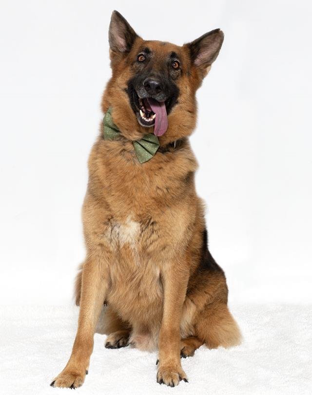 MACK - German Shepherd Dog available for adoption
