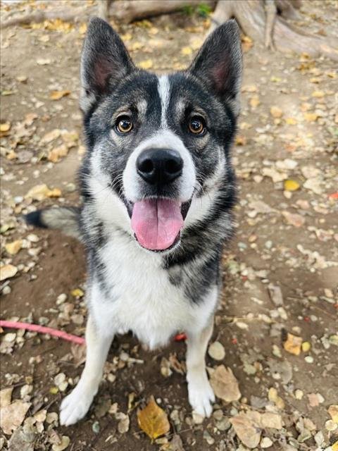 WOLFY - Siberian Husky available for adoption