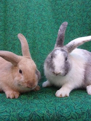 HAWK - Shorthaired Rabbit available for adoption