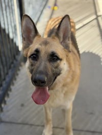 ROSIE - Photo 1