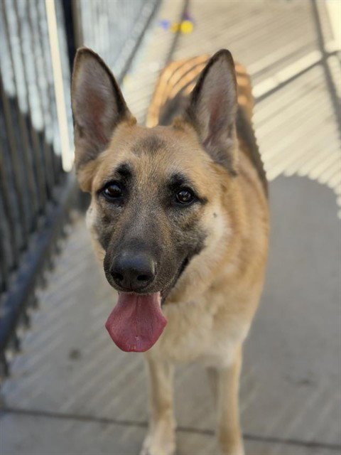 ROSIE - German Shepherd Dog available for adoption