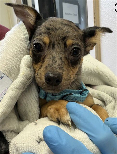 RED COLLAR - Chihuahua available for adoption