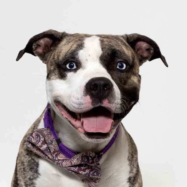 RICKY - Pit Bull Terrier available for adoption