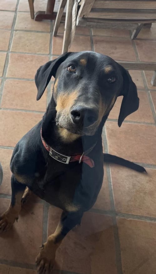 PLUTO - Doberman Pinscher available for adoption