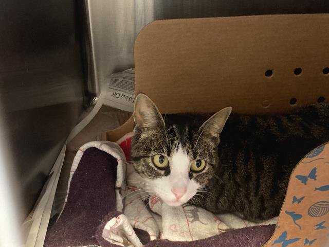 ASAP-A-4989 - Domestic Short Hair available for adoption