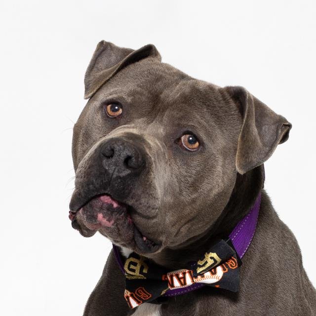 CHICO - Pit Bull Terrier available for adoption