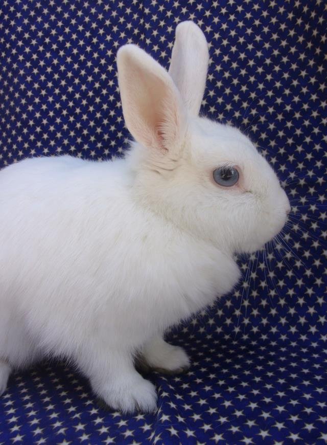 HANNAH BANANA BLUEBERRY - Shorthaired Rabbit available for adoption