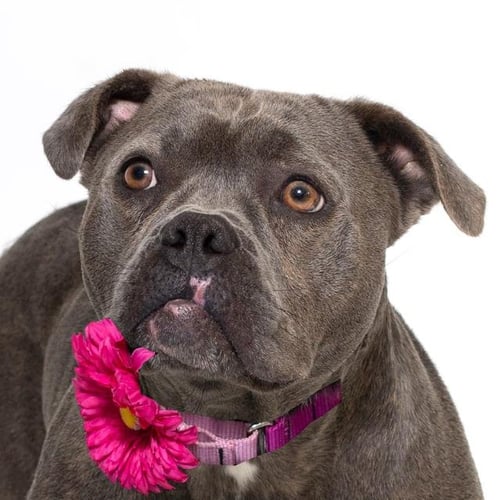 THE BRIDE - Pit Bull Terrier available for adoption