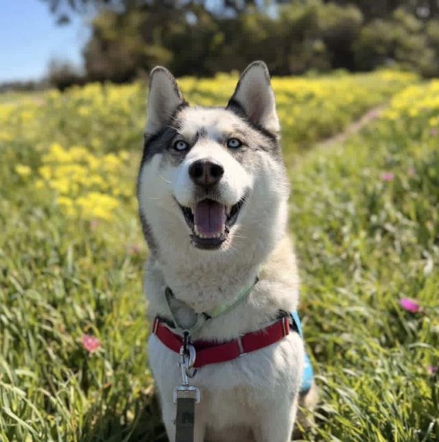 CHARLIE Image