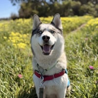 CHARLIE - Photo 1