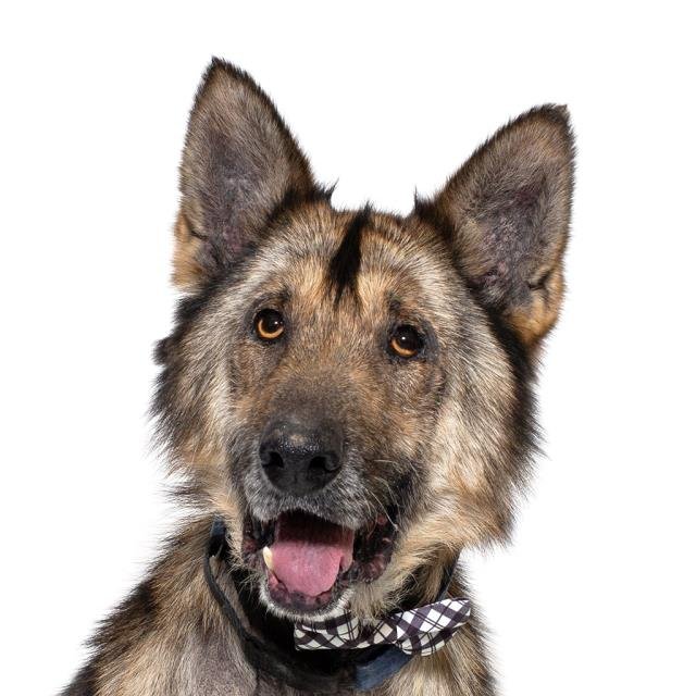 JULIAN - German Shepherd Dog available for adoption