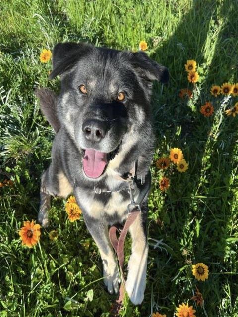 DUCKY - German Shepherd Dog available for adoption