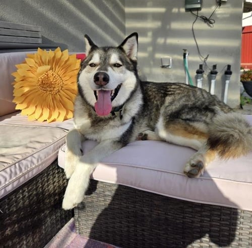 MANNY - Siberian Husky available for adoption