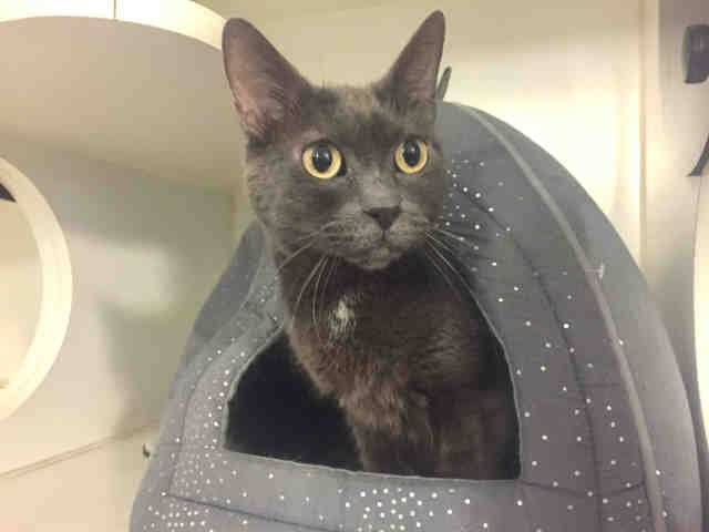 ASAP-A-16829 - Domestic Short Hair available for adoption